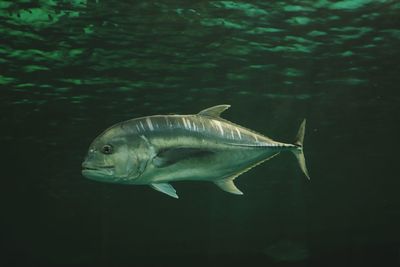 Fish swimming in sea