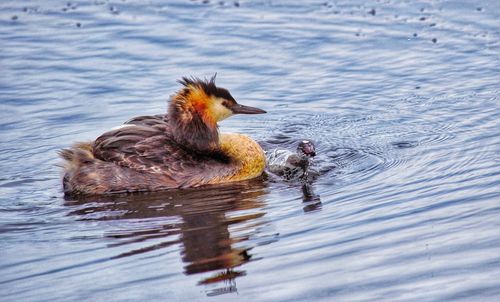 Duck swimming in lake