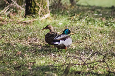 Side view of a bird on field