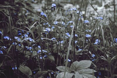 Close-up of purple flowering plants on field