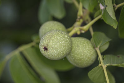 Close-up of fruit growing on plant