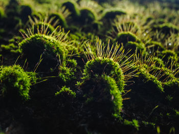 Close-up of plant growing on field