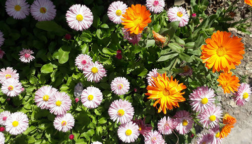 High angle view of flowering plants in park