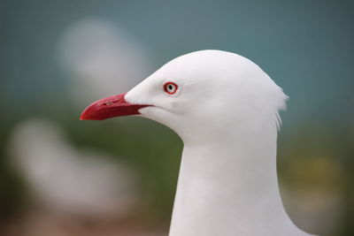 Close-up of a sea gull bird
