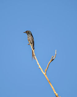 Low angle view of bird perching on branch against clear sky