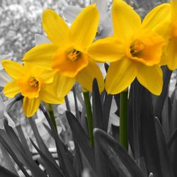 Close-up of yellow flowers blooming outdoors