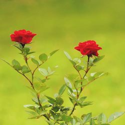 Close-up of red flowering plant