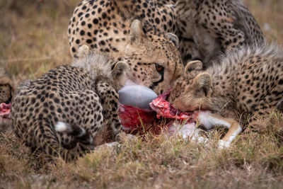 Cheetah hunting in forest