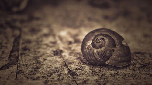 Close-up of snail