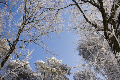 Low angle view of bare tree against blue sky