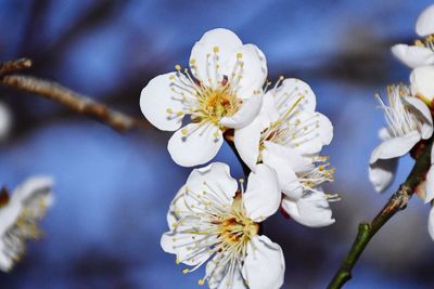 Close-up of white cherry blossom tree