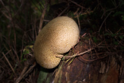 Close-up of mushroom