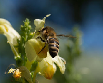 Close-up of bee pollinating on flower