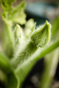 Macro shot of green plant