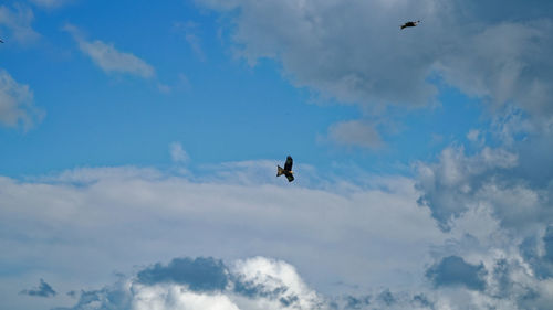 Low angle view of bird flying in sky