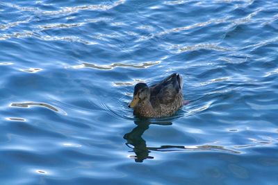 Duck floating 