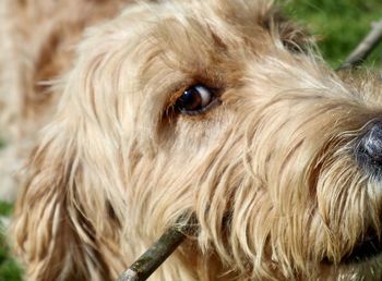 Close-up of dog