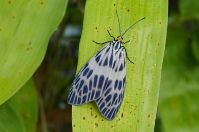 Close-up of butterfly on leaf