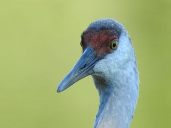 Close-up of a bird