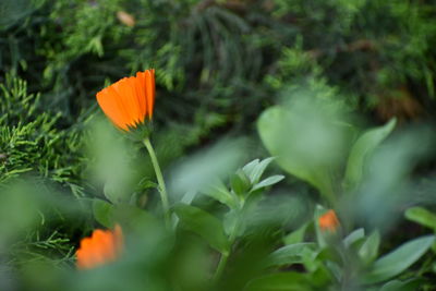 Close-up of orange flowering plant