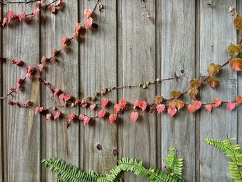 Close-up of ivy growing on wall