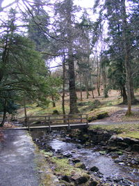 Scenic view of forest