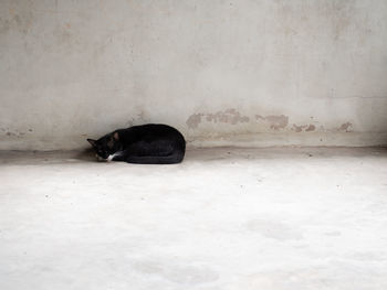 Black cat lying on wall