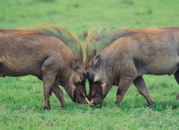 Wargpig in grass