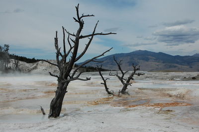 Bare trees at mammoth hot springs