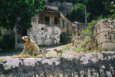Dog on rock against building