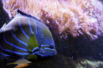 Close-up of fish swimming in sea