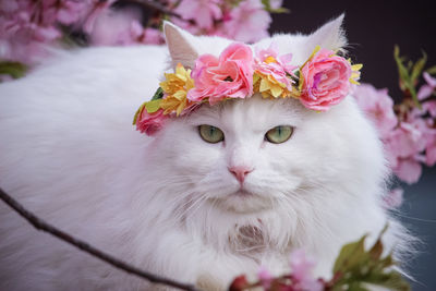 Close-up of white cat with pink flower