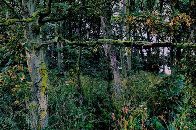 Plants growing on tree