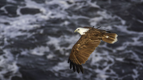 Low angle view of eagle flying against the sky