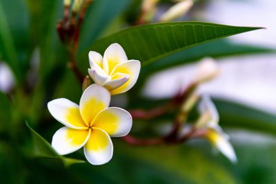 Close-up of white frangipani flower