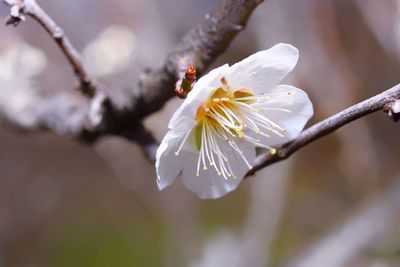 Close-up of insect on white flower