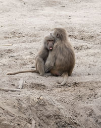 Close-up of monkey on field