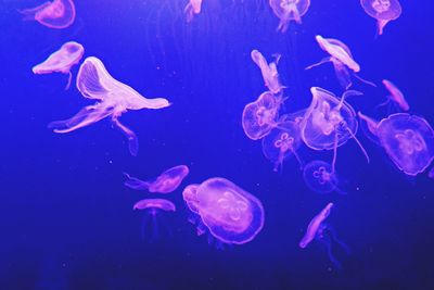 Close-up of jellyfish in sea