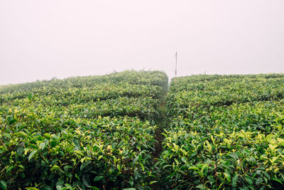 Scenic view of agricultural field against clear sky