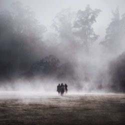 Trees in foggy weather