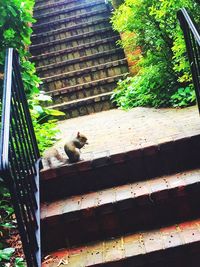 Dog standing on steps