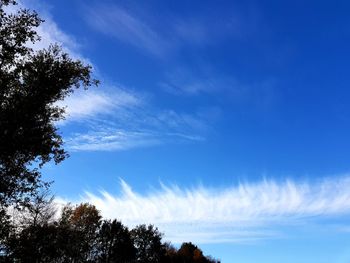 Low angle view of silhouette trees against blue sky