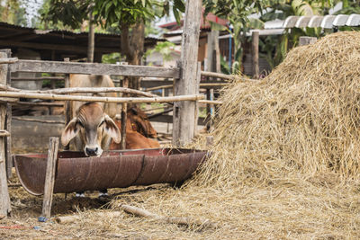 Calf standing by metallic container at shed
