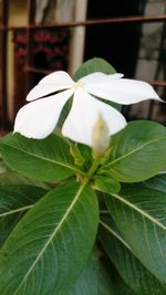 Close-up of white flowers blooming outdoors