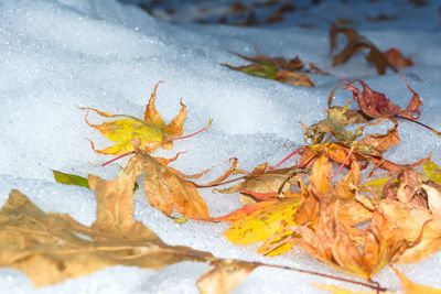 Close-up of maple leaves during autumn