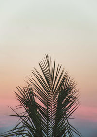Silhouette palm tree against sky during sunset