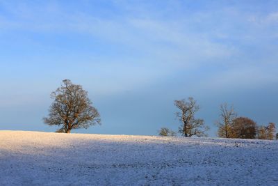 Bare trees on landscape against cloudy sky