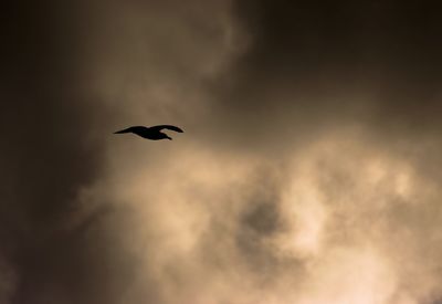 Low angle view of birds flying in sky