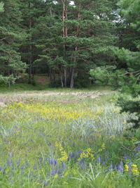 Scenic view of field and trees in forest