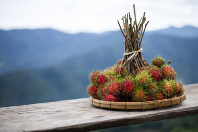 Close-up of potted plant on table